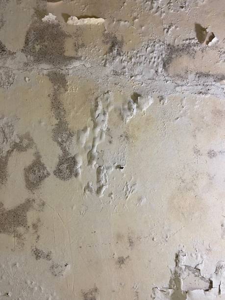 Home Mold Removal in Indian Hills, NV